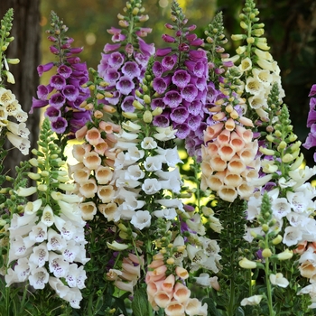 Digitalis purpurea 'Dalmatian Mix' (132456)