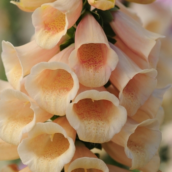 Digitalis purpurea 'Dalmatian Peach' (132457)