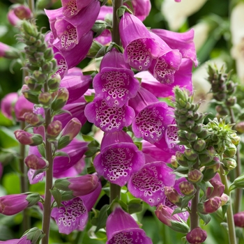 Digitalis purpurea 'Dalmatian Purple' (132459)