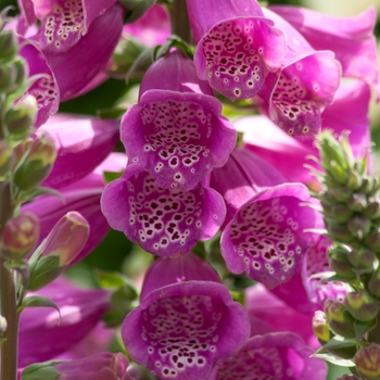 Digitalis purpurea 'Dalmatian Purple' (132460)