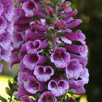 Digitalis purpurea 'Dalmatian Purple' 