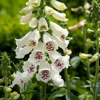 Digitalis purpurea 'Dalmatian White' 