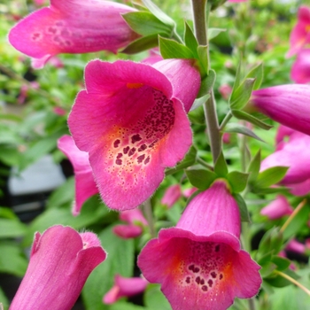 Digitalis Foxlight™ 'Plum Gold' (132465)