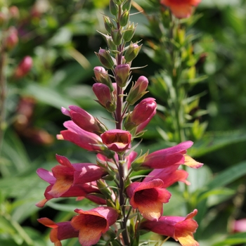 Digitalis Foxlight™ 'Ruby Glow' (132468)