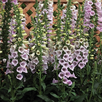 Digitalis purpurea Camelot™ 'Lavender' (132471)