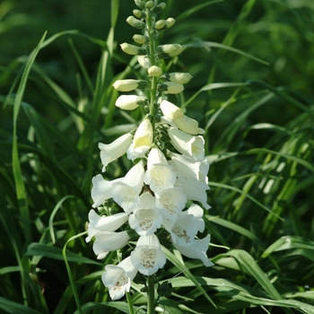 Digitalis purpurea Camelot™ 'White' (132473)