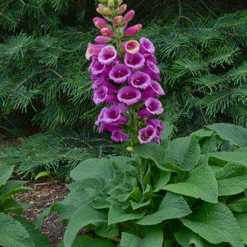 Digitalis purpurea 'Candy Mountain Rose' (132475)