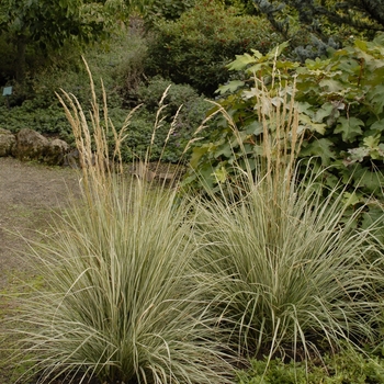 Calamagrostis acutiflora 'Overdam' (132482)