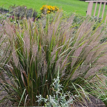 Calamagrostis brachytricha (arundinacea var. brachytricha) '' (132483)