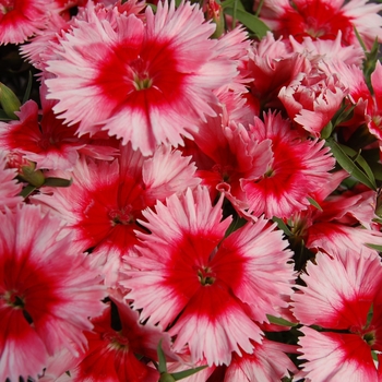 Dianthus chinensis Diana 'Scarlet Picotee' (132485)