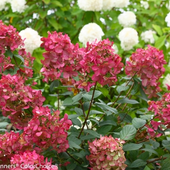 Hydrangea paniculata 'Fire Light®' (132488)