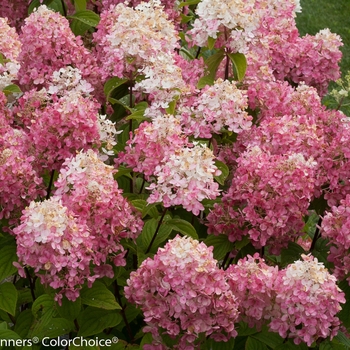 Hydrangea paniculata 'Fire Light®' (132489)