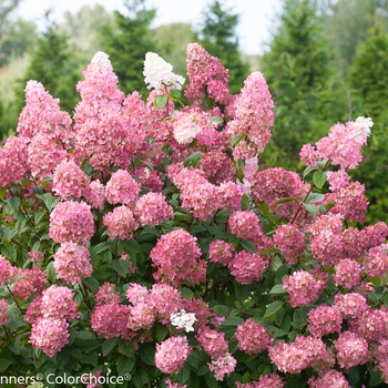 Hydrangea paniculata 'Fire Light®' (132492)