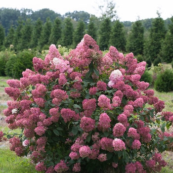 Hydrangea paniculata 'Fire Light®' (132493)