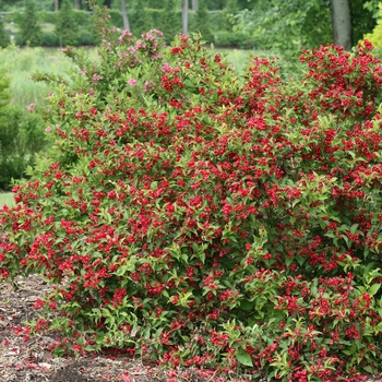 Weigela florida Sonic Bloom® 'Red' (132495)