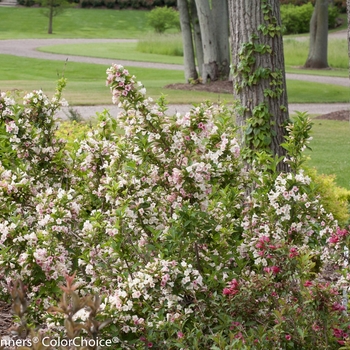 weigela florida Sonic Bloom® 'Pearl' (132498)