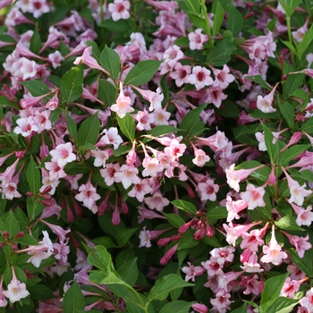 Weigela florida Sonic Bloom® 'Pure Pink' (132499)