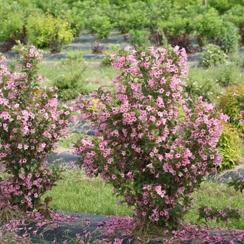 Weigela florida Sonic Bloom® 'Pure Pink' (132500)