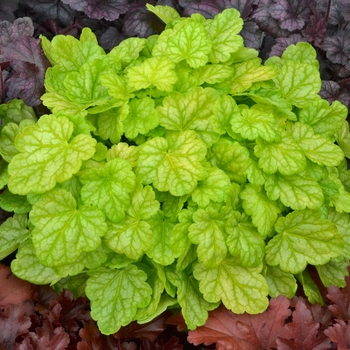 Heuchera Dolce® 'Appletini' (132503)