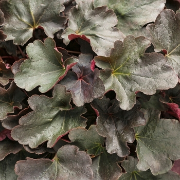 Heuchera Dolce® 'Brazen Raisin™' (132505)