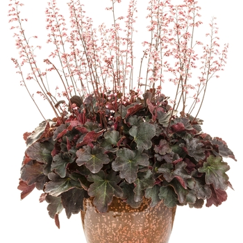 Heuchera Dolce® 'Brazen Raisin™' (132507)