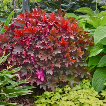 Heuchera Dolce® 'Cinnamon Curls' (132510)