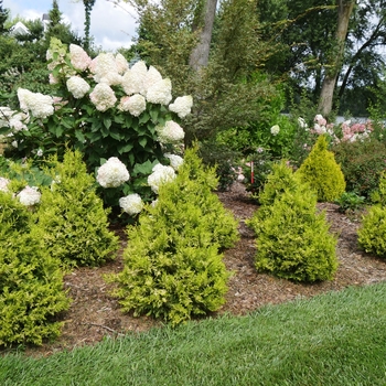 Chamaecyparis pisifera Soft Serve® '' (132515)