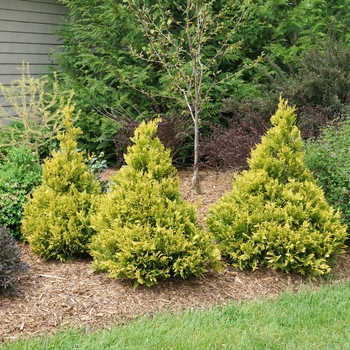 Chamaecyparis pisifera Soft Serve® '' (132516)