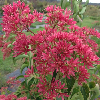 Heptacodium miconioides 'Temple of Bloom®' (132517)