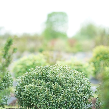 Ilex glabra 'Strongbox®' (132520)