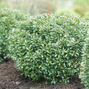 Ilex glabra 'Strongbox®' (132521)