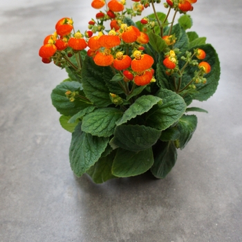 Calceolaria Calynopsis™ 'Orange' (132548)