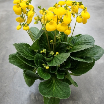 Calceolaria Calynopsis™ 'Yellow' (132555)