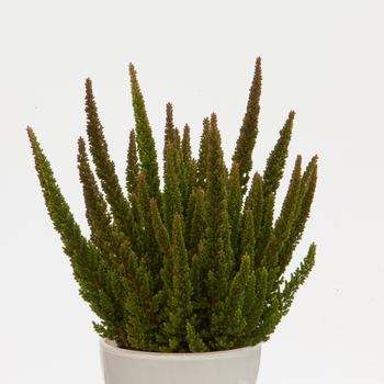 Calluna vulgaris 'Skyline Stockholm™' (132571)