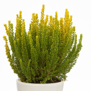 Calluna vulgaris 'Skyline Sydney™' (132572)