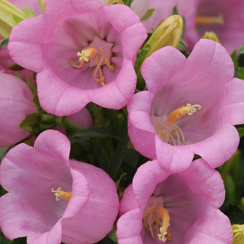 Campanula medium Campana 'Pink' (132578)