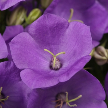 Campanula carpatica 'Rapido Blue' (132580)