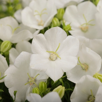 Campanula carpatica 'Rapido White' (132581)