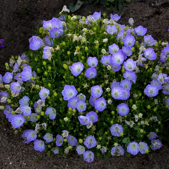 Campanula carpatica 'Delft Teacups' (132584)