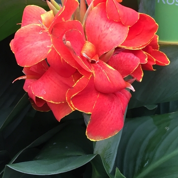 Canna 'Red Dazzler' Canna Lily
