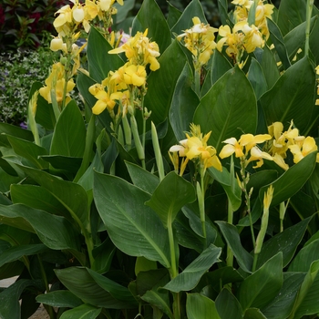 Canna x generalis Cannova® 'Yellow' (132597)