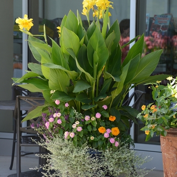 Canna x generalis Cannova® 'Yellow' (132598)