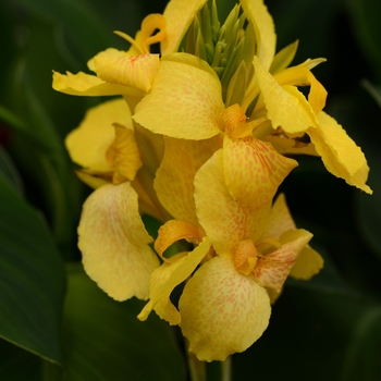 Canna x generalis Cannova® 'Yellow' (132600)