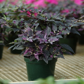 Capsicum annuum 'Purple Flash' (132617)