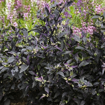 Capsicum annuum 'Purple Flash' (132618)