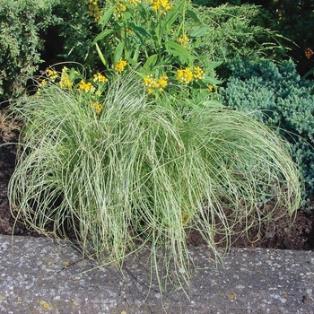 Carex comans ColorGrass® 'Amazon Mist' (132625)