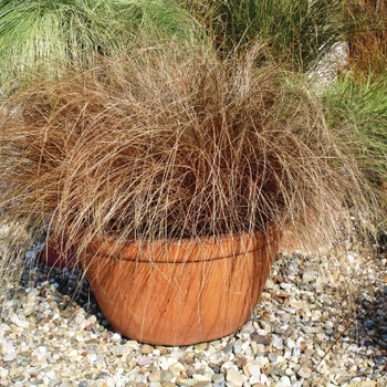 Carex comans ColorGrass® 'Bronco' (132628)