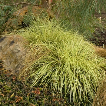 Carex oshimensis 'Evergold' (132632)