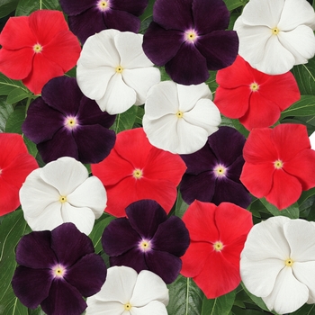 Catharanthus roseus Jams 'N Jellies™ 'American Pie' (132639)