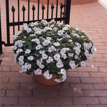 Catharanthus roseus Mediterranean 'Polka Dot' (132648)